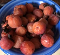 American Persimmons a bowl of American persimmons